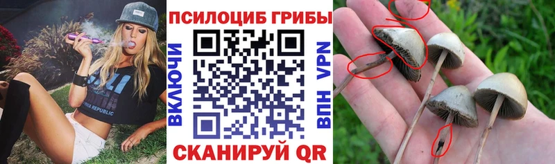 Галлюциногенные грибы прущие грибы  Балахна 